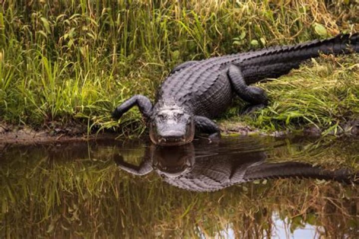 Are there alligators in Belton Lake?